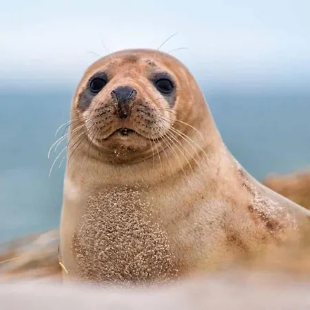 Jolie Situation Proche Plage ! 公寓 勒特雷波尔